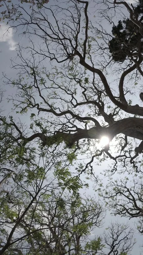 Trees Against Sky Heredia, Costa Rica Stock Footage 269741393