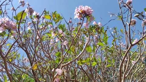Trees Against Sky Heredia, Costa Rica Stock Footage 269845319
