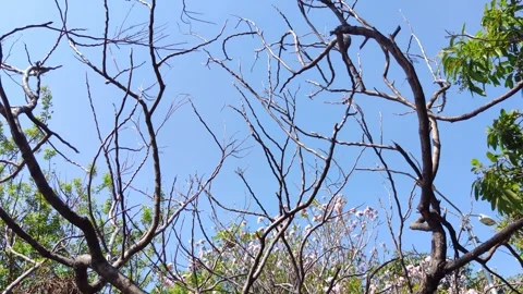 Trees Against Sky Heredia, Costa Rica Stock Footage 269846607