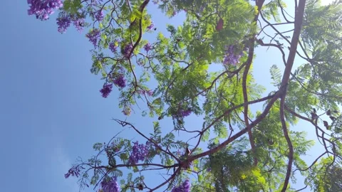 Trees Against Sky Heredia, Costa Rica Stock Footage 269850662