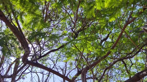 Trees Against Sky Heredia, Costa Rica Stock Footage 269850897