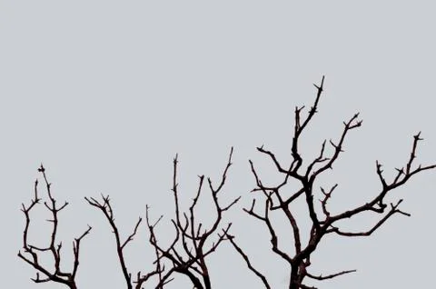 Trees against the sky Stock Photos