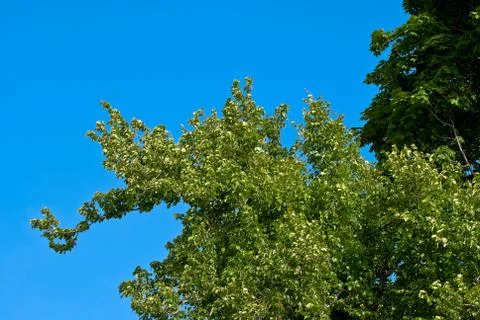 Trees against the sky. Stock Photos
