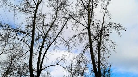 Trees against the sky Stock Photos