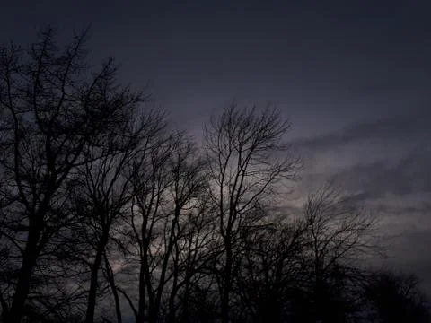 Trees against the sky Foto stock