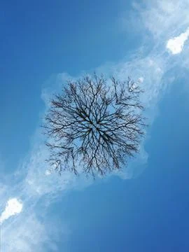 Trees against the sky Foto stock