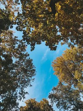 Trees against the sky Stock Photos