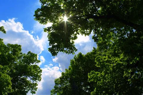 The trees against the sky Stock Photos
