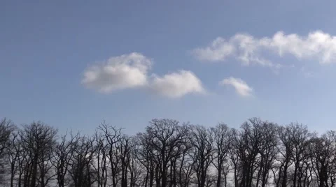 Trees against the sky in the wind Vidéo 47814494