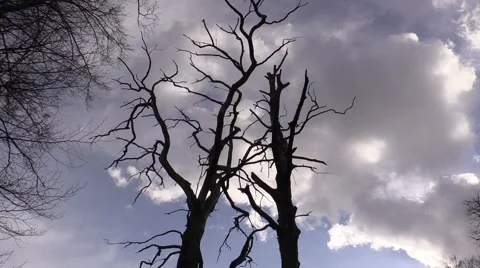 Trees against the sky in the wind Video stock 47818926