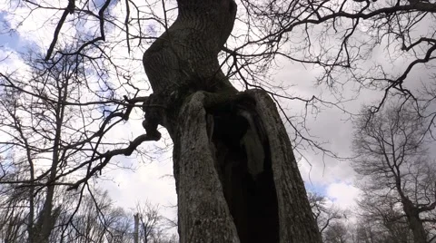 Trees against the sky in the wind Vidéo 47819023