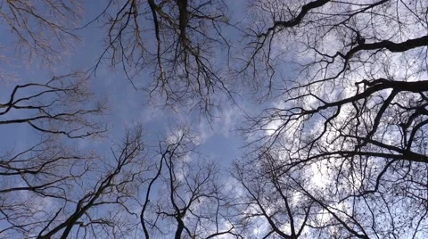 Trees against the sky in the wind Stock Footage 47819494