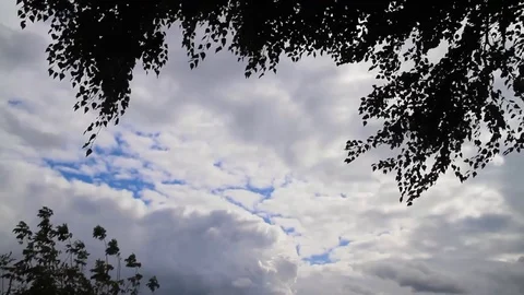 Trees Against The Sky In The Wind Stock Footage 80477792
