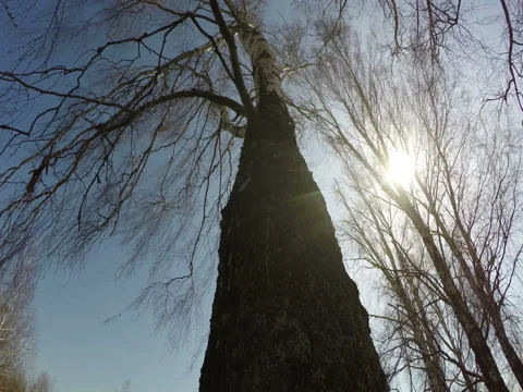 Trees Against The Sun Stock Footage 74861688