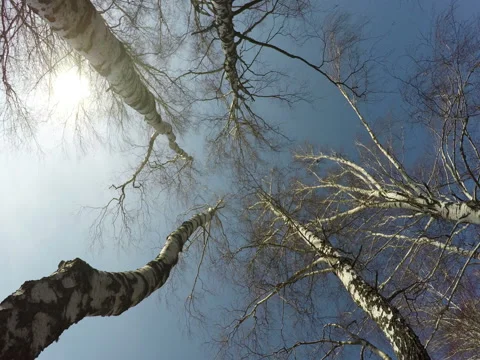 Trees Against The Sun Stock Footage 74861743