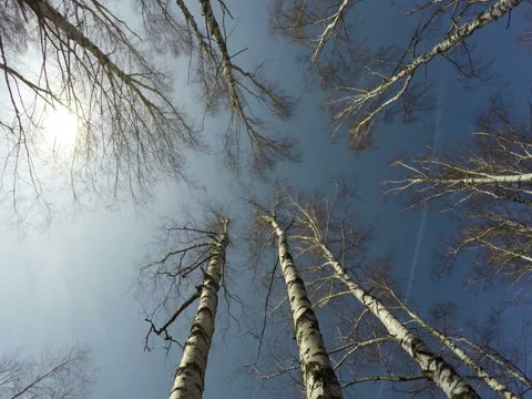 Trees Against The Sun Stock Footage 74862217