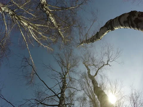 Trees Against The Sun Stock Footage 74862613