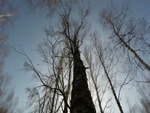 Trees Against The Sun Stock Footage 74862747