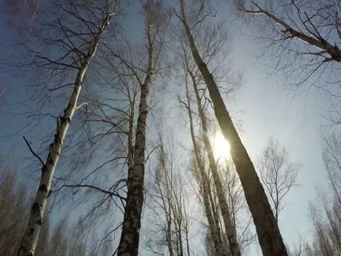 Trees Against The Sun Stock Footage 74863137