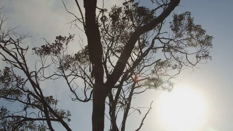 Trees against the sunlight 스톡 동영상 127540783