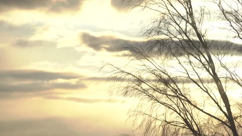 Trees against the sunset sky Stock Footage 151265136