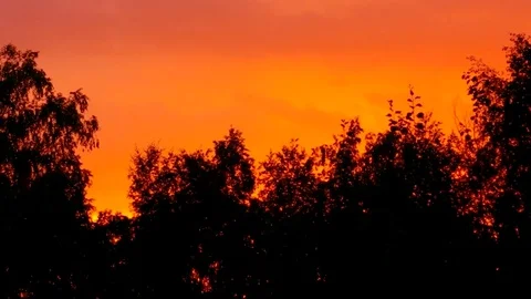 Trees against a yellow sunset sky 库存影片 79980917