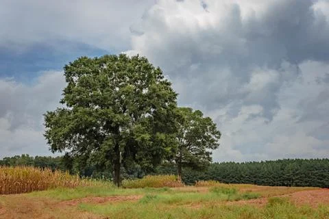 Trees in agricultural field with dramatic cloudscape above. Stock Photos