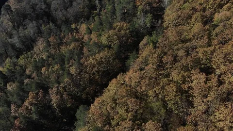 Trees from the air. Forest in autumn. View of the autumn forest. Stock Footage 125536706
