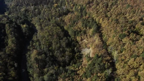 Trees from the air. View of the autumn forest. Flying over the autumn forest. Stock Footage 125536664