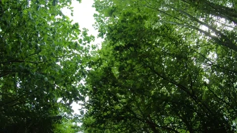 Trees on the air, walking under the amazing trees, fresh air, picturesque nat Video stock 130819606
