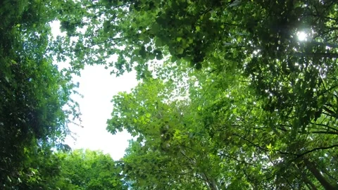 Trees on the air, walking under the amazing trees, fresh air, picturesque nat Stock Footage 130819611