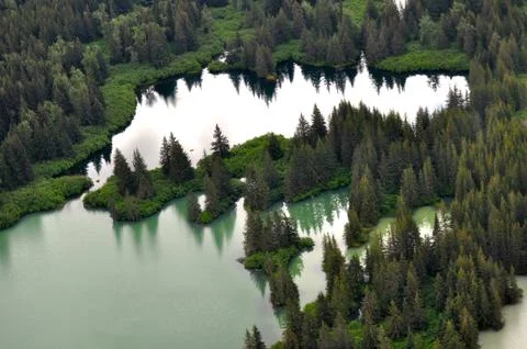 Trees in alaska 写真素材