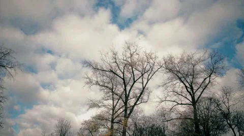 Trees in Aliaksandraŭski Garden Video stock 57466858