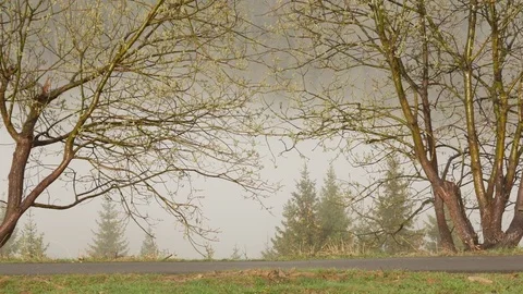 Trees along the asphalt mountain road. Horizontal panning. Stock Footage 76587996