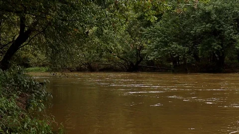 Trees along the bank Video stock 97577608