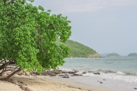 Trees along the beach. Stock Photos