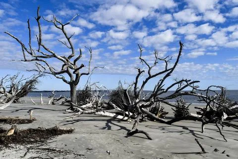 Trees along the beach Stock Photos