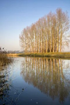 Trees along the Berkel Stock Photos