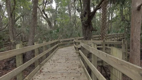 Trees along boadwalk on banks of Suwannee River, Florida, USA Stock-Footage 71397346