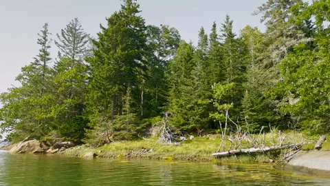 Trees along a coast 스톡 동영상 263210021
