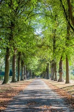 Trees along the foodpath Stock Photos