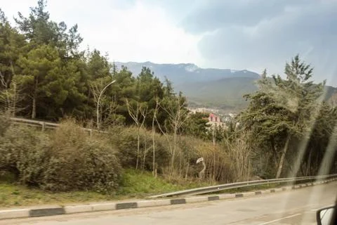Trees along the highway. Stock Photos