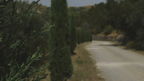 Trees along a Path Stock-Footage 85569157