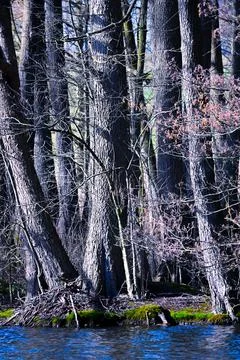 Trees along a river bank with reflections on the water during a bright day Stock Photos