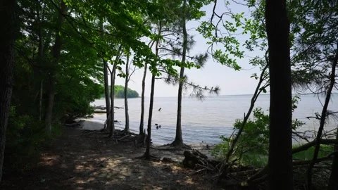 Trees Along A River Stock Footage 313767554