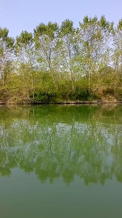 Trees along the riverside Stock Footage 314731876