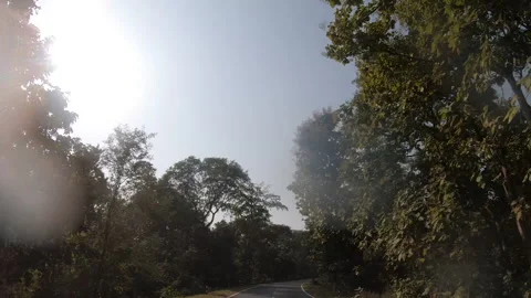 Trees along a road Stock Footage 294692439