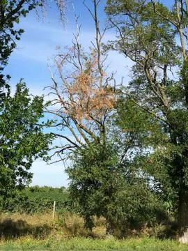 Trees along the road. Stock Photos