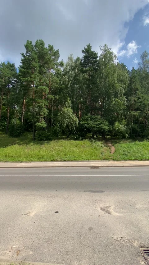 Trees along the road. Vertical video Stock Footage 281346630