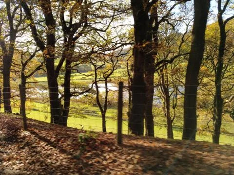 Trees along roadside Stock Photos